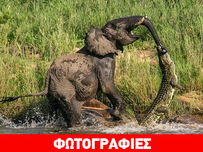 Κροκόδειλος δαγκώνει την προβοσκίδα ελέφαντα Κροκόδειλος δαγκώνει την προβοσκίδα ελέφαντα